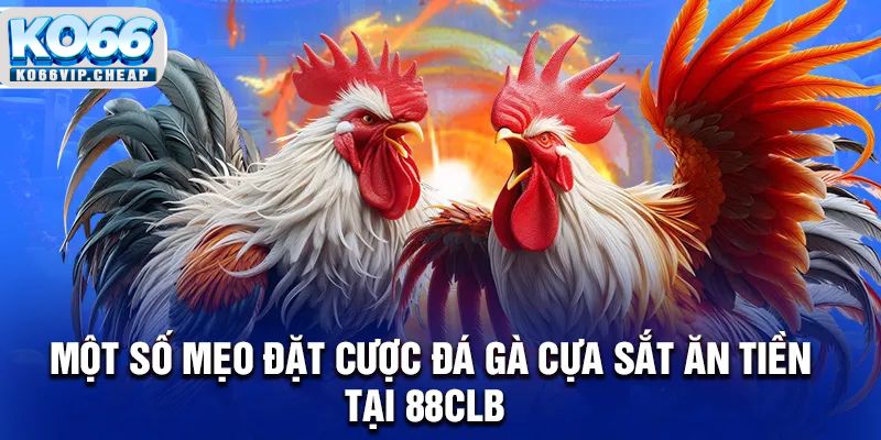 Một số mẹo đặt cược đá gà cựa sắt ăn tiền tại KO66