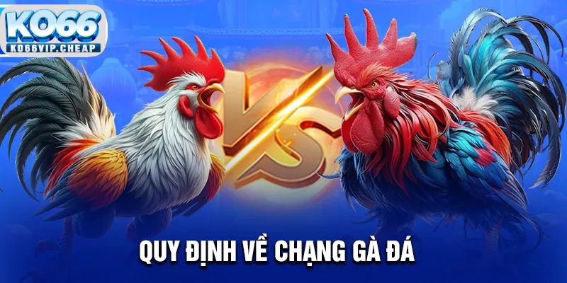 Quy định về chạng gà đá