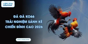 Đá gà KO66 Trải nghiệm sảnh kê chiến đỉnh cao 2026