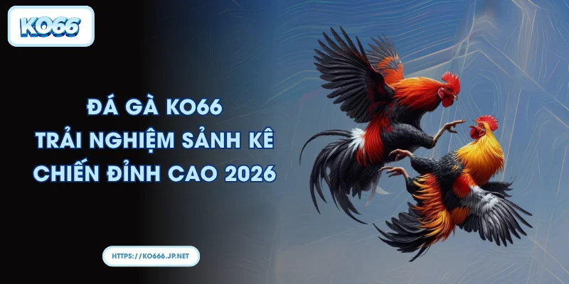 Đá gà KO66 Trải nghiệm sảnh kê chiến đỉnh cao 2026