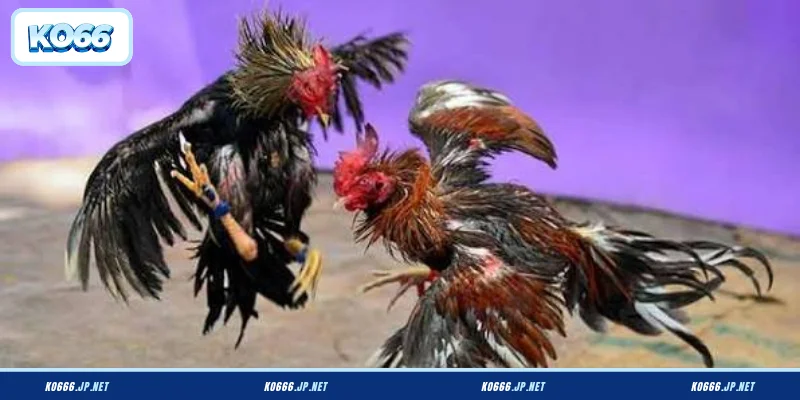 Những trải nghiệm độc quyền chỉ có tại hệ thống